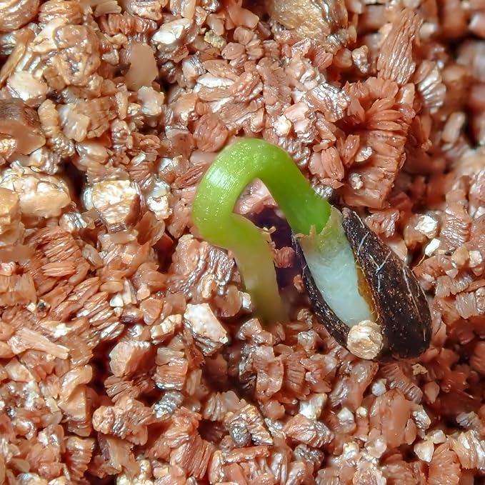 Vermiculite for Gardening 1qt, Horticultural Sand Perfect for Seed Starter or Propagation by Cutting, Soil Addictive for Aeration and Moisture Retention