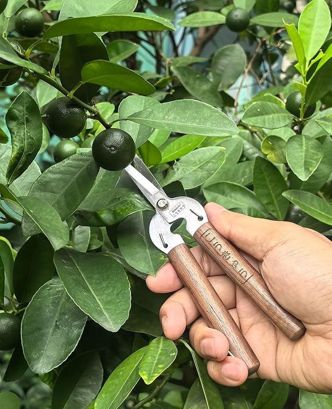 Razor Sharp Pruning Shears for Gardening, Garden Shears Carbon Steel Blade, Precision garden scissors Walnut Wood handle, 6.8” Garden Snips for Trimming Fruits, Vegetables, Flowers, Buds, Bonsai