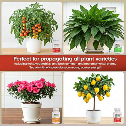 Hormex Rooting Powder Combo #1, 3, 8 (0.10-0.8 IBA) - Root Growth Hormone for Delicate and Common Houseplants to Semi-Hardwood, Medicinal Plants and Tree Cuttings - Root Stimulator for Plant Cloning