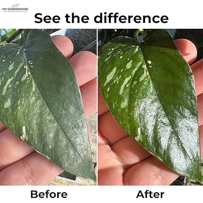 Leaf Shine Spray for Indoor Plants – Plant Leaf Cleaner & Shine for Real House Plants – Fragrance-Free, Non-Sticky, Streak-Free Finish, 16 fl oz