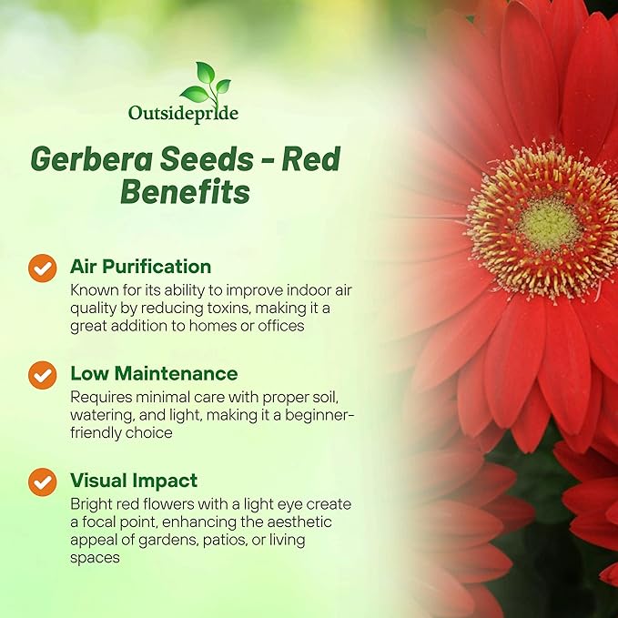 Outsidepride Red Gerbera Seeds - 20 Pcs Perennial, Compact & Low Maintenance, Flower Seeds for Planting w/Mounding Foliage & Vibrant Red Blooms, Ideal for Garden Landscaping & Cut Flower Arrangements