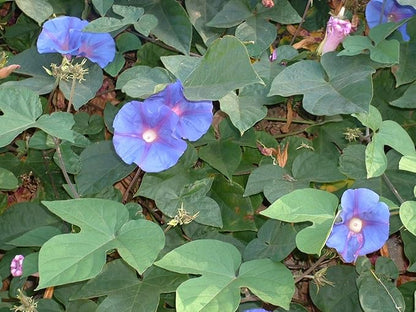 Morning Glory Heavenly Blue Untreated Fresh Nice Garden Flower by Seed Kingdom (500 Seeds)