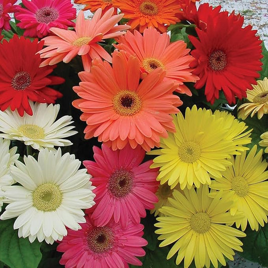 Outsidepride Hybrids Mix Gerbera Seeds - 100 Pcs Perennial, Compact & Low Maintenance, Flower Seeds for Planting w/Vibrant Mixed Blooms, Ideal for Garden Landscaping & Cut Flower Arrangements