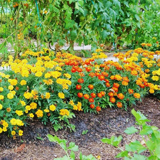 2 Mix Marigold Plants Live, Starter Plants, Marigold Flowers Live Plants, No Potted