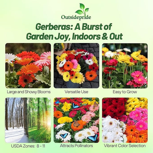 Outsidepride Hybrids Mix Gerbera Seeds - 100 Pcs Perennial, Compact & Low Maintenance, Flower Seeds for Planting w/Vibrant Mixed Blooms, Ideal for Garden Landscaping & Cut Flower Arrangements