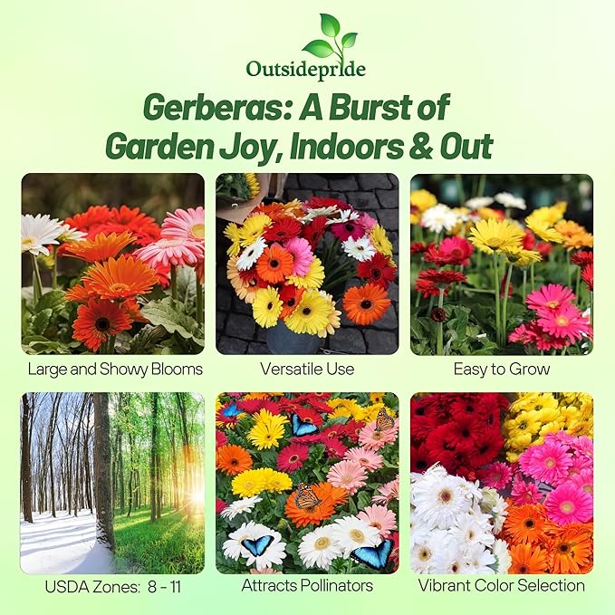 Outsidepride Hybrids Mix Gerbera Seeds - 200 Pcs Perennial, Compact & Low Maintenance, Flower Seeds for Planting w/Vibrant Mixed Blooms, Ideal for Garden Landscaping & Cut Flower Arrangements
