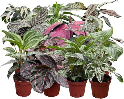 CoollectivePlants Calathea Assorted – Live Calathea Plants in 4″ Grower’s Pots (6 Pack), Easy Low Maintenance Indoor Houseplants, Pet Friendly, Includes UniHeat Pack for Winter Protection