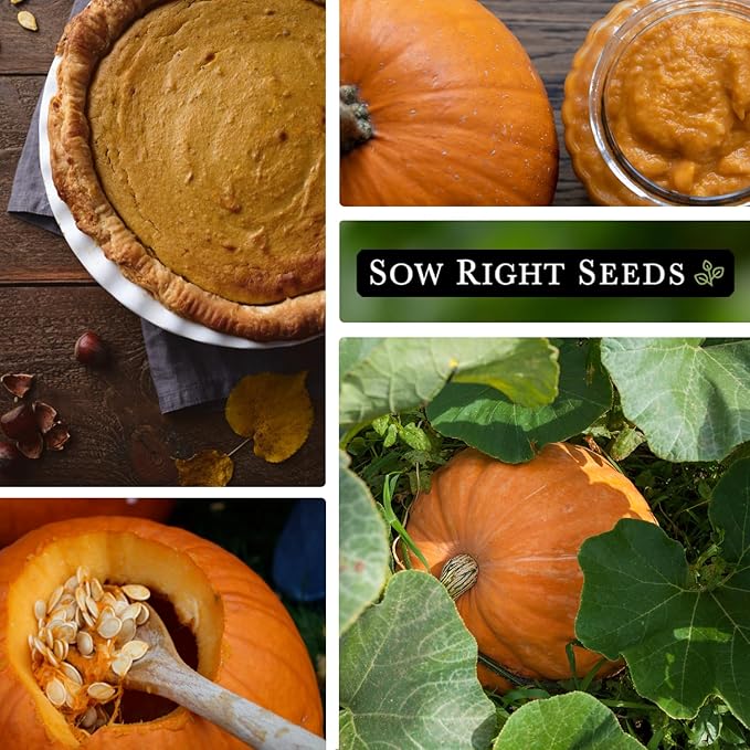 Sow Right Seeds - Bulk Connecticut Field Pumpkin Seeds for Planting - 1 Ounce, 140 Seeds - Non-GMO Heirloom Jack O’Lantern to Plant a Home Vegetable Garden - Grow Loads of Pumpkins
