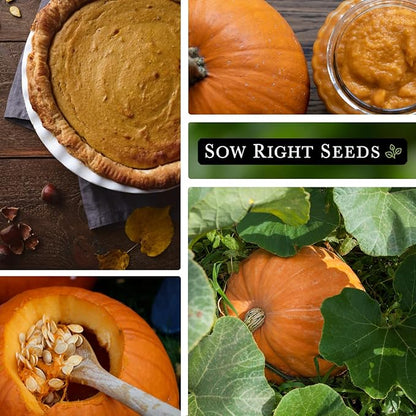 Sow Right Seeds - Bulk Connecticut Field Pumpkin Seeds for Planting - 1 Ounce, 140 Seeds - Non-GMO Heirloom Jack O’Lantern to Plant a Home Vegetable Garden - Grow Loads of Pumpkins