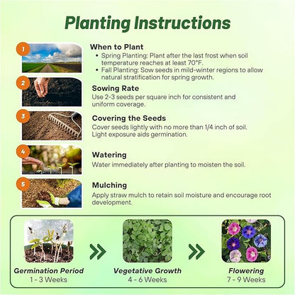 Outsidepride 500 Seeds Annual Ipomoea Purpurea Morning Glory Fieldgrown Climbing Vine Flower Seeds for Planting