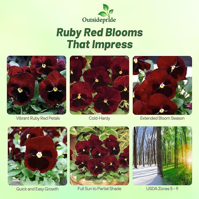 Outsidepride Big Red Viola Pansy Seeds for Planting - 50 Pcs. Biennial, Cold-Hardy & Pollinator Friendly Flowers with Fragrant Blooms for Garden Beds, Borders & Container Displays