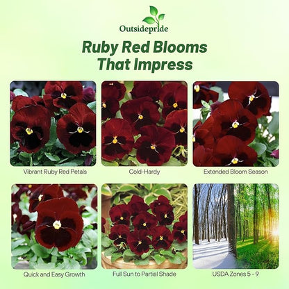 Outsidepride Big Red Viola Pansy Seeds for Planting - 50 Pcs. Biennial, Cold-Hardy & Pollinator Friendly Flowers with Fragrant Blooms for Garden Beds, Borders & Container Displays