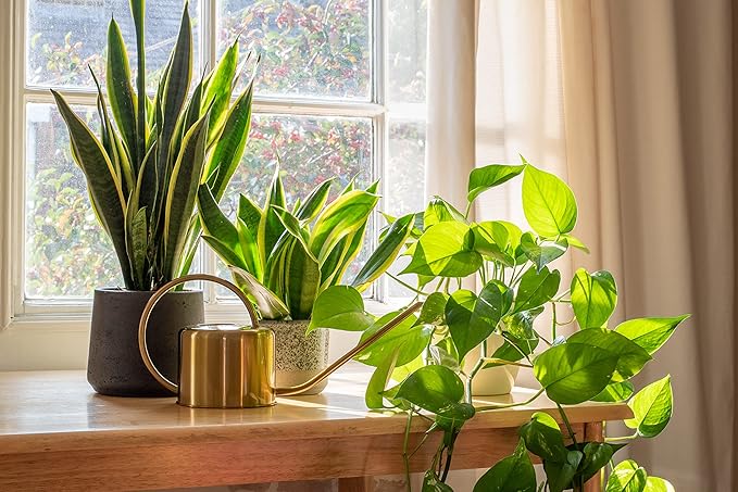American Plant Exchange Marble Queen Pothos – Live 6-Inch Pot, Bright Green Trailing Vine, Easy-Care Air Purifying Houseplant for Hanging Planters, Shelves & Indoor Home or Office Décor