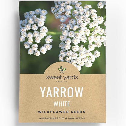 Yarrow White - Large 1,000mg Envelope - 6,000 Flower Seeds for Planting - Achillea millefolium