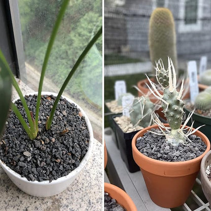 7lb Black Lava Rock for Plant, 1/8-1/4 inch Horticultural Volcanic Rock Soil for Decorative Landscaping Bonsai, Cacti, Succulents Plants Top Dressing for Release Excess Water