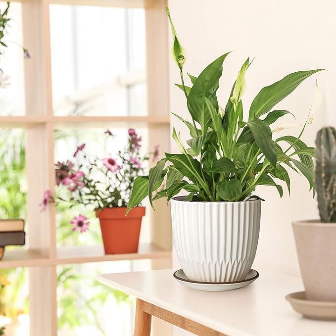 D'vine Dev Set of 2 Stoneware Planter Pots, Ceramic Pot with Drainage Hole and Saucers, 4.5 Inch 5.8 Inch, Ivory, 99-D-1