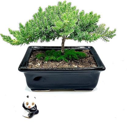 Live Dwarf Juniper Bonsai Tree 4-5years Old with Cute Ceramic Panda | Juniper or Jade Bonsai Tree | Indoor/Outdoor | 100% Handcrafted| Home and Office Décor | Best Gift for Holiday
