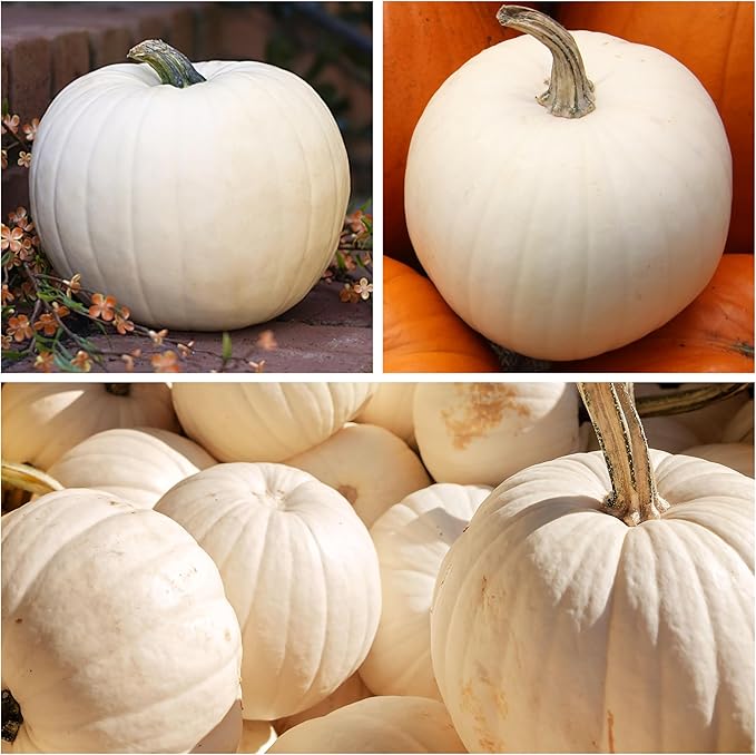Seed Needs White Pumpkin Seeds for Planting Lumina Pumpkins - Non-GMO Heirloom & Untreated Vegetable Seeds to Plant an Outdoor Pumokin Patch - Perfect for Carving (2 Packs)