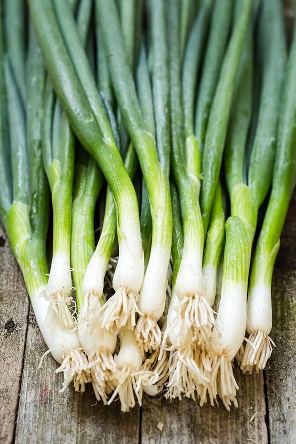 Seeds Welsh Onion Piero Green (Allium fistulosum) Vegetable for Planting Giant Non GMO 300 Seeds
