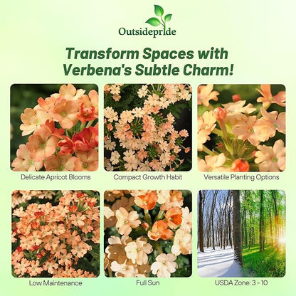 Outsidepride Apricot Verbena Seeds for Planting - 1000 Pcs. Annual, Drought Tolerant & Easy to Grow, Ground Cover with Fragrant & Vibrant Blooms for Window Boxes, Borders & Pollinator Gardens