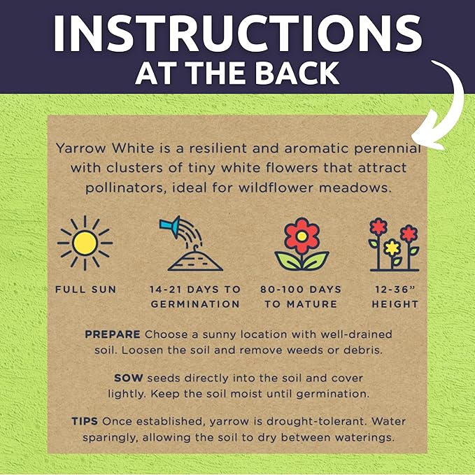 Yarrow White - Large 1,000mg Envelope - 6,000 Flower Seeds for Planting - Achillea millefolium