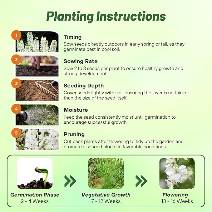 Outsidepride Delphinium White Larkspur Seeds for Planting Outdoors - 2000 Pcs Annual, Self-Seeding, Heat & Drought Tolerant Wildflower Seed, Colorful Blooms for Flower Arrangement & Pollinator Garden