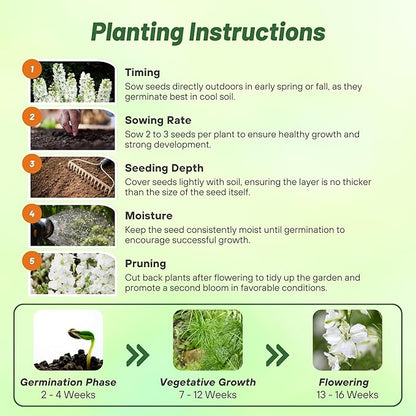 Outsidepride Delphinium White Larkspur Seeds for Planting Outdoors - 2000 Pcs Annual, Self-Seeding, Heat & Drought Tolerant Wildflower Seed, Colorful Blooms for Flower Arrangement & Pollinator Garden