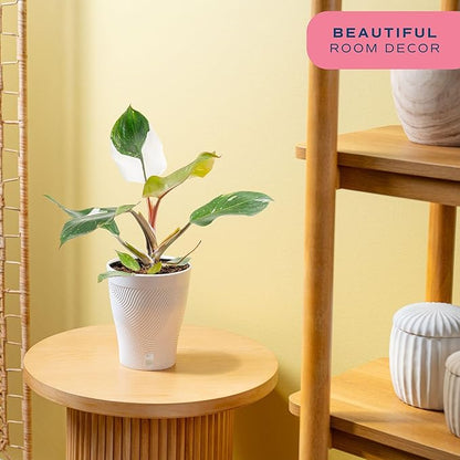 Costa Farms Philodendron White Knight, Rare Unique Live Indoor Plant in 6-Inch Self-Watering Houseplant Pot, Potting Soil, Trending Tropicals Collection, Room and Home Decor