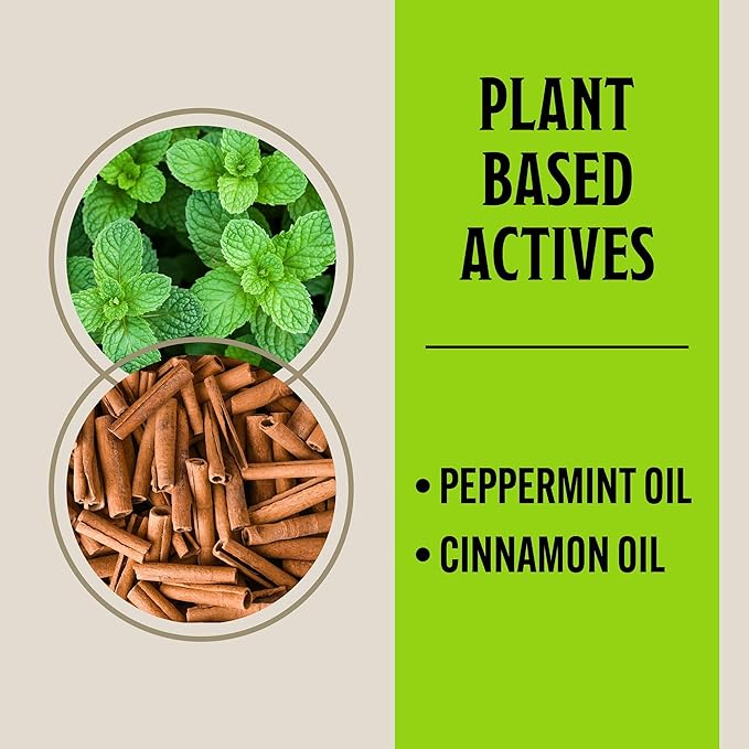 Grandpa Gus's Mouse Rodent Repellent, Peppermint & Cinnamon Oil Formula, Repels Mice & Rats from Nesting, Chewing in Homes/RV, Boat/Car, Storage & Wiring, 8 Oz RTU Spray