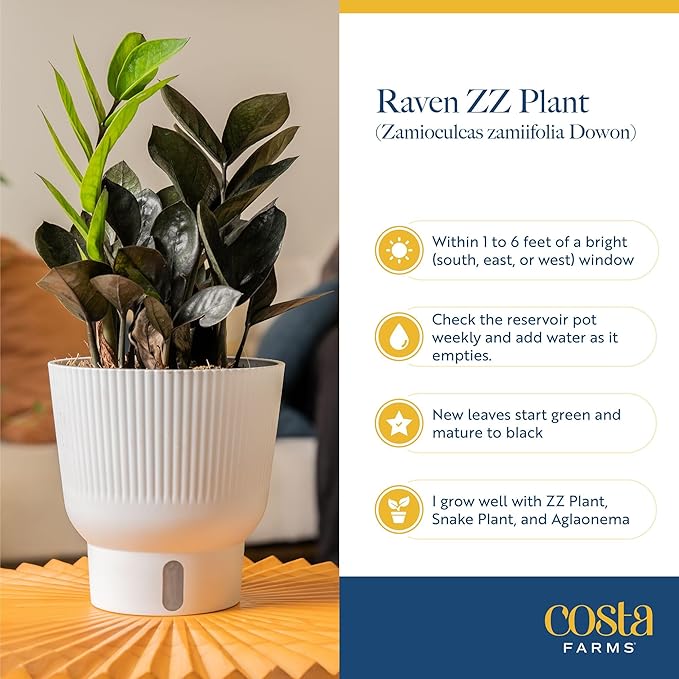 Costa Farms Raven ZZ Plant, Easy Care Indoor Houseplant, Ships in Modern White Decor Planter with Soil, Perfect Room Decor for Tabletop, Shelf, or Desk, Trending Tropicals Collection, 10-Inches Tall