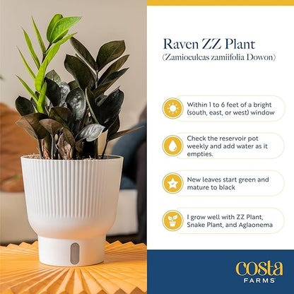 Costa Farms Raven ZZ Plant, Easy Care Indoor Houseplant, Ships in Modern White Decor Planter with Soil, Perfect Room Decor for Tabletop, Shelf, or Desk, Trending Tropicals Collection, 10-Inches Tall