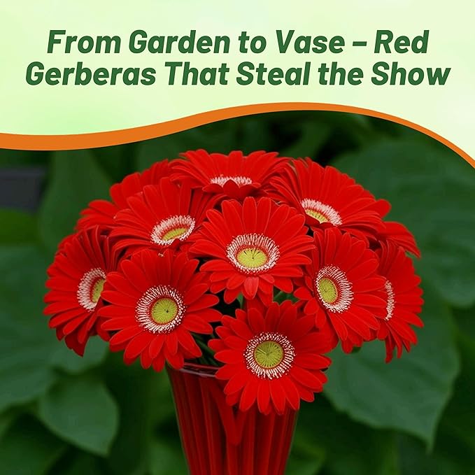 Outsidepride Red Gerbera Seeds - 20 Pcs Perennial, Compact & Low Maintenance, Flower Seeds for Planting w/Mounding Foliage & Vibrant Red Blooms, Ideal for Garden Landscaping & Cut Flower Arrangements