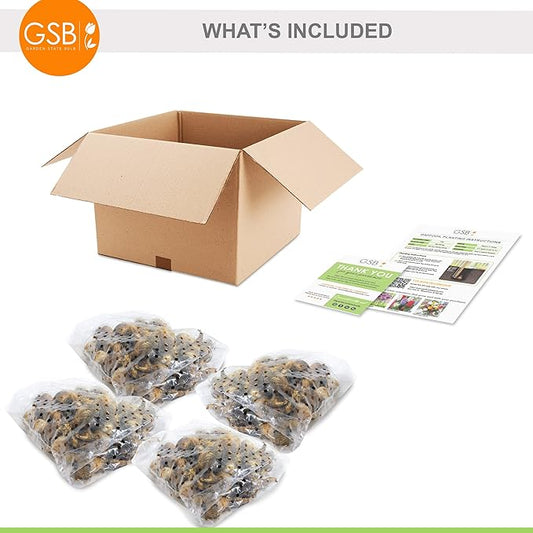 Garden State Bulb Double Mixed Daffodil Flower Bulbs, 14/16cm, Fall Planting (Bag of 100)