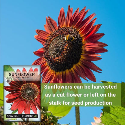 Sow Right Seeds - Velvet Queen Sunflower Seeds for Planting - Grow Giant Sunflowers Outdoors in Your Garden - Non-GMO Heirloom Packet - Deep Red Burgundy Blooms - Tall Annual Variety - Rare Color (2)