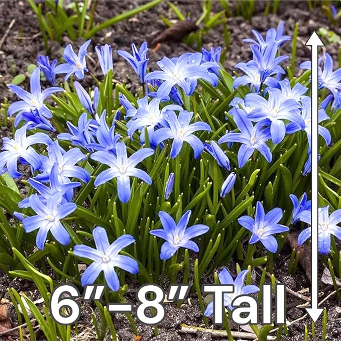 Glory of The Snow Flower Bulbs – 15 Chionodoxa Bulbs | Purple, Blue & White Star-Shaped Blooms | Early Spring Perennials for Fall Planting | Easy to Grow – Zones 3–8 – Great Garden Gift