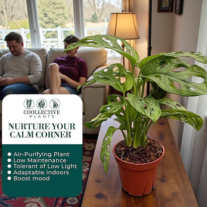 CoollectivePlants Monstera Swiss Cheese – Live Monstera Plant in 6″ Grower’s Pot, Monstera Adansonii Live Plant, Swiss Cheese Plant Indoor House Plants