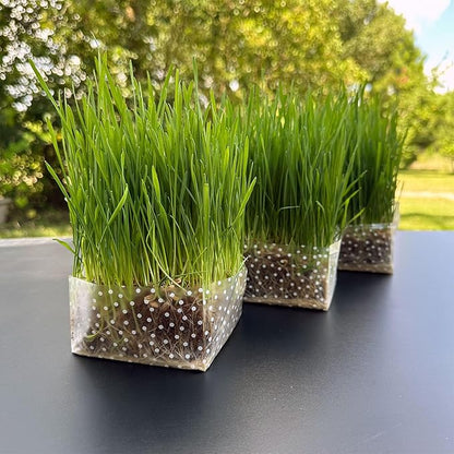 Organic Cat Grass Kit 3 Pack - Polkadot Grow Bags for Indoor Cats | Non GMO Mixed Heirloom Seeds | Wheatgrass - Oat Grass - Barley Grass Blend