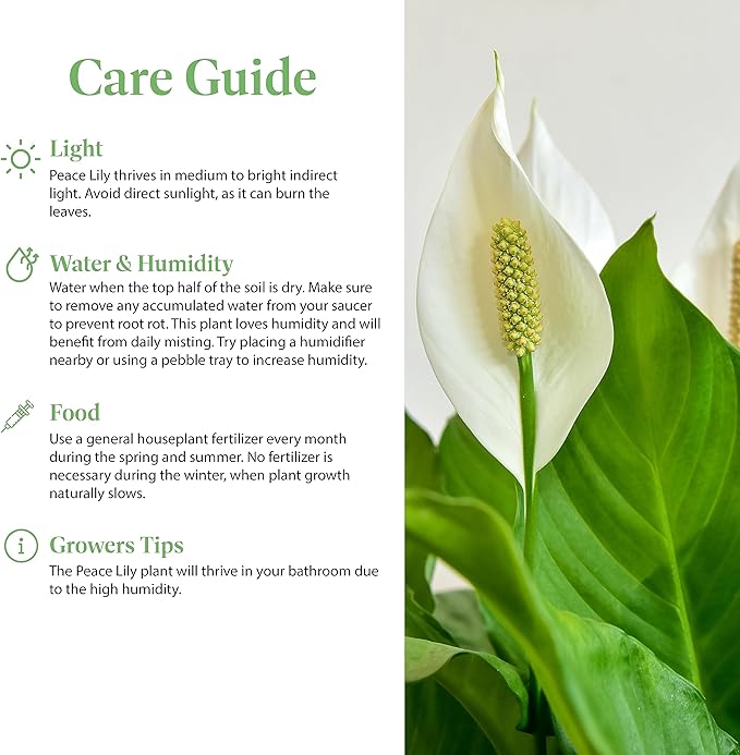 American Plant Exchange Peace Lily, Live Spathiphyllum Plant, Indoor Flowering Houseplant, 4-Inch Pot, Deco Cover, Easy Care, Low Light, Perfect for Housewarming, Sympathy, or Party Gift