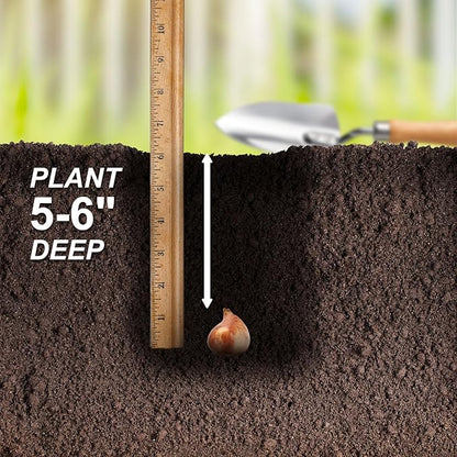 Garden State Bulb Amazing Blend Double Mix Tulip Flower Bulbs, 12/+ cm, Fall Planting (Bag of 100)