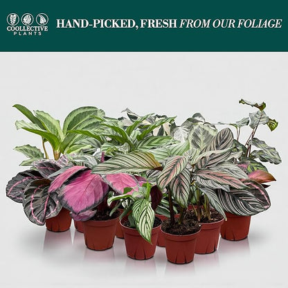 CoollectivePlants Calathea Plant Live in 4" Nursery Pot (4-Pack) – Assorted Easy Care Indoor Houseplants, Starter Plants for Beginners, Includes UniHeat Pack for Winter Protection