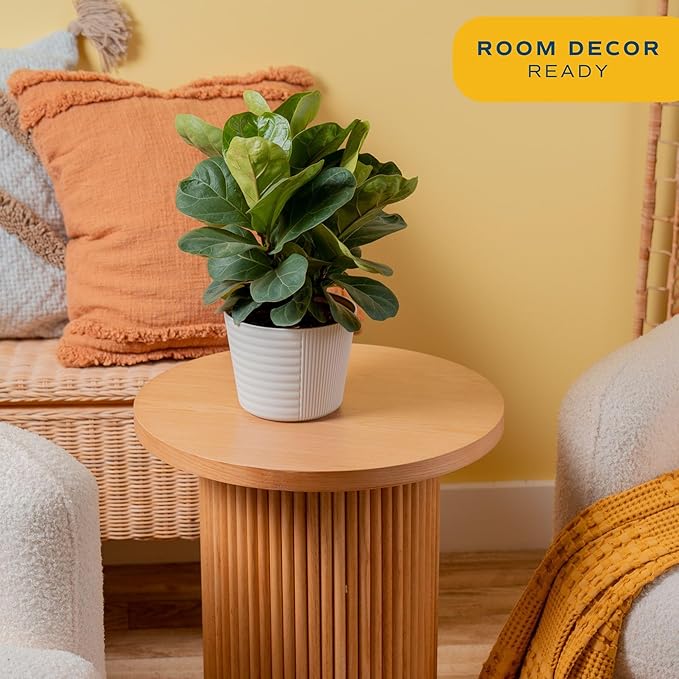 Costa Farms Little Fiddle Leaf Fig Live Plant in Decorative Plant Pot, Indoor Houseplant, Perfect for Home, Room, or Office Decor, Great House Warming or Birthday Gift, 12-18 Inches Tall