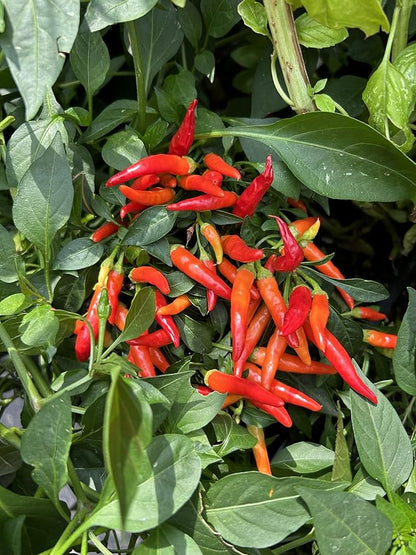 Farmer’s Secret Fruit & Bloom Booster Fertilizer (128oz) - Super Concentrated - Boosts Flowering and Yield on All Varieties of Fruits, Vegetables and Flowers