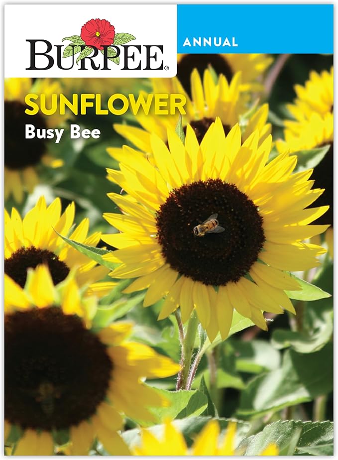 Burpee 'Busy Bee' Sunflower Seeds - 750mg Non-GMO Sunflower Seeds for Planting - Compact, Pollinator Friendly Annual Flower Seeds for Garden, Container, Borders (Sunflower, Busy Bee)