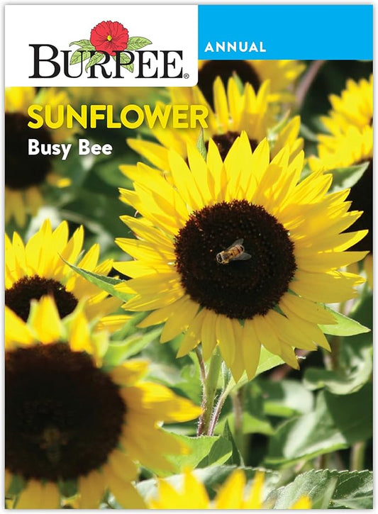 Burpee 'Busy Bee' Sunflower Seeds - 750mg Non-GMO Sunflower Seeds for Planting - Compact, Pollinator Friendly Annual Flower Seeds for Garden, Container, Borders (Sunflower, Busy Bee)