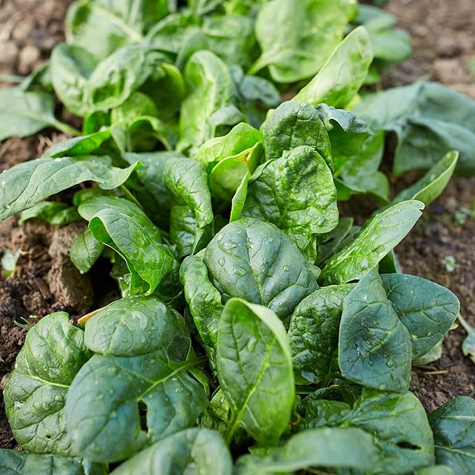 Matador Viking Spinach 4 Oz ~8,400 Seeds – Non-GMO Heirloom – 45 Days to Maturity – Smooth Dark Green Leaves – Slow Bolting – Open-Pollinated Annual – Cold Hardy Leafy Green – USA Grown