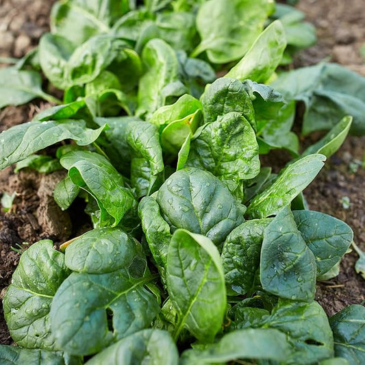 Matador Viking Spinach 1 Lb ~33,600 Seeds – Non-GMO Heirloom – 45 Days to Maturity – Smooth Dark Green Leaves – Slow Bolting – Open-Pollinated Annual – Cold Hardy Leafy Green – USA Grown