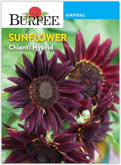 Burpee 'Chianti Hybrid' Sunflower Seeds - 350mg Non-GMO Seed Packet for Home Gardening - Deep Red Burgundy Flower, Pollenless Cut Flower, Annual, Direct Sow (Sunflower, Chianti Hybrid)