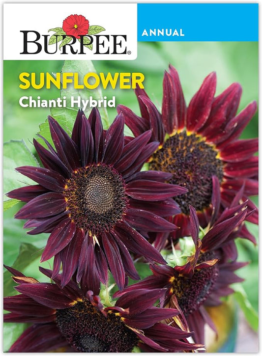 Burpee 'Chianti Hybrid' Sunflower Seeds - 350mg Non-GMO Seed Packet for Home Gardening - Deep Red Burgundy Flower, Pollenless Cut Flower, Annual, Direct Sow (Sunflower, Chianti Hybrid)