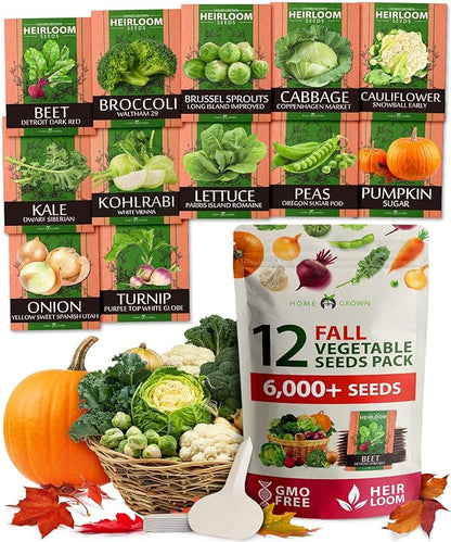 HOME GROWN 12 Fall Vegetable Seeds 6,000+ Heirloom Seeds for Fall & Winter Planting – Beets, Broccoli, Cabbage, Kale, Onion, Pumpkin, Turnip, Lettuce, Peas & More for Home Garden