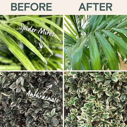 Organic Insecticide & Fungicide for Plants — Indoor/Outdoor Protection to Control Powdery Mildew, Spider Mites, Aphids, Whiteflies, Fungus Gnats — Safe on Vegetables & Lawns — Concentrate Spray, 16oz